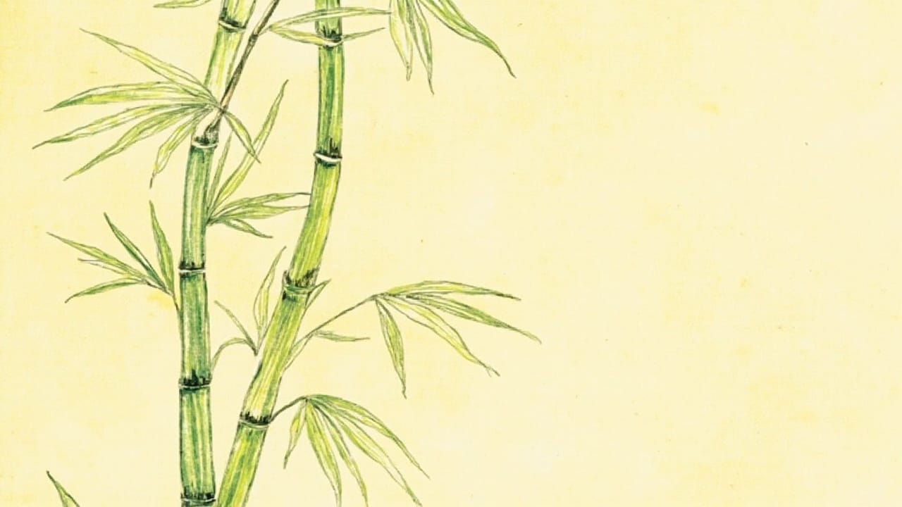 asdf bamboo cover - colored pencil hand-drawn style