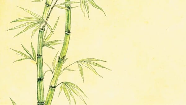 asdf bamboo cover - colored pencil hand-drawn style